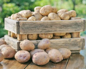 Почему в Украину массово завозят картофель из-за границы