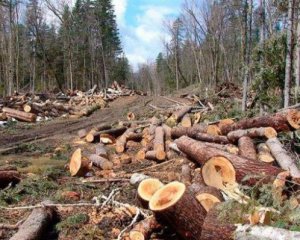 Вирубувати ліси в Карпатах заборонили