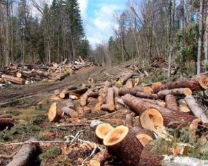 Рубить леса в Карпатах запретили