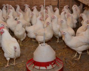 Птицеводы не согласились с выводами АМКУ по поводу ситуации на рынке курятины