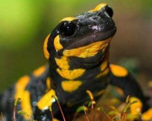 Показали необычное видео закарпатских саламандр