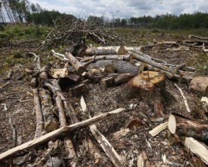 Экологи бьют тревогу из-за нового закона о вырубке лесов