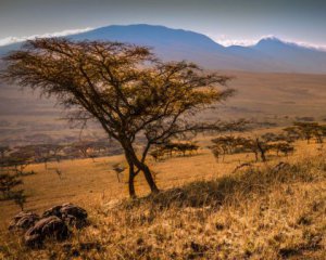 Треть растений Африки - под угрозой исчезновения