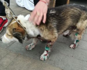 Появилось видео, как живодер пытал собаку на Хмельнитчине