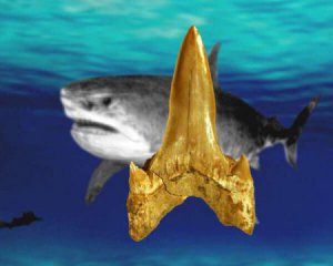 Палеонтологи нашли останки акулы возрастом 91 млн лет