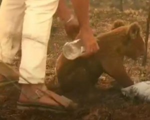 Померла коала з відео пожеж в Австралії