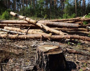 Голова комітету збрехав, що зміни до закону заборонять вирубку лісу — ЗМІ