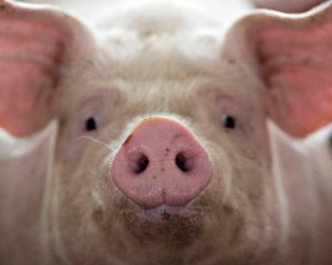 Генетики хочуть виростити у свиней підшлункові залози людини
