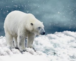 Білі ведмеді підступили до осель росіян