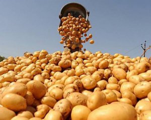 Ціна картоплі обвалиться до півтори гривні за кілограм