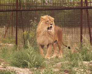 Это Россия, Зубков - закрыли уникальный крымский зоопарк, судьба животных неизвестна
