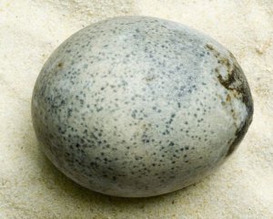 Нашли куриное яйцо, которое принесли в жертву 1,7 тыс. лет назад