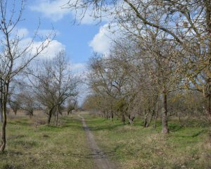 У лісосмузі знайшли розчленоване тіло