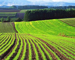 Рынок земли в Украине: когда заработает и сколько будет стоить гектар