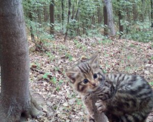 Показали, як виглядають червонокнижні лісові коти