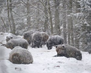 У Карпатах ведмеді досі не можуть заснути