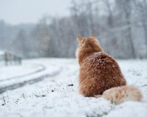 Синоптики обещают настоящую зиму на праздники