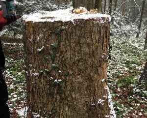 Злодії вирізали столітні дуби