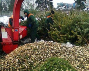 В Киеве новогодние елки принимают на переработку – адреса, телефоны