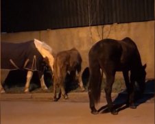 Женщина потеряла лошадей посреди города