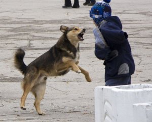 Керчанам привезуть бродячих собак з Росії