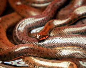 Коронавірус міг перейти до людини від змій