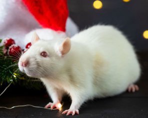 Гороскоп на выходные: как начнется год Крысы