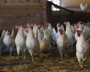 Білорусь заборонила імпорт курятини з України