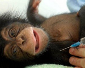 Вияснили походження небезпечного вірусу