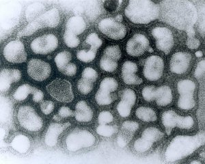 В Китае зафиксировали вспышку нового гриппа