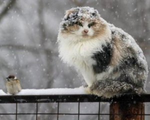 Снег с дождем и порывы ветра будут преобладать в Украине