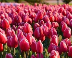 Посадка тюльпанов: главные правила агротехники