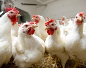 Найбільший виробник курятини МХП забороняє використовувати антибіотик для профілактики