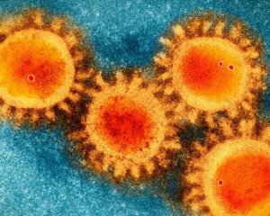 Ученые выяснили происхождение коронавируса