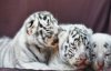 В украинском зоопарке родились белые тигрята