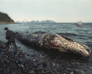 Из-за пьяного капитана произошла крупнейшая экологическая катастрофа на Аляске