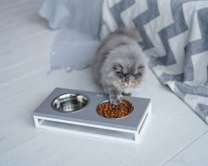 Головні секрети правильного харчування кішок