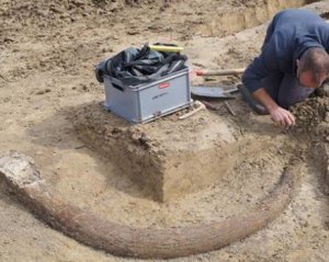 Археологи знайшли бивень мамонта довжиною 2,45 метра