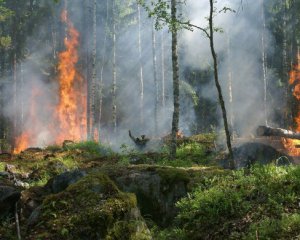 Горит лес под Чернобылем - пожар тушат около сотни пожарных