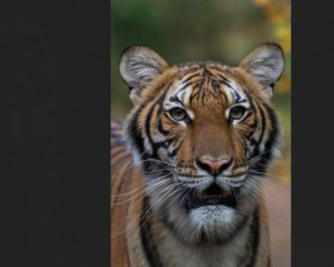 Коронавірус діагностували у тигриці з нью-йоркського зоопарку