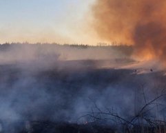 Кличко: Відправляйте до мене &quot;варварів&quot;, які палять листя