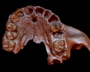 Ученые сделали открытие благодаря зубам каннибала, которым 800 тыс. лет