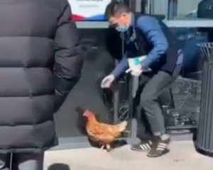 Мужчина выгуливал на поводке домашнюю курицу