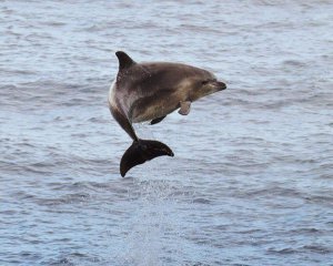 У Криму гинуть дельфіни