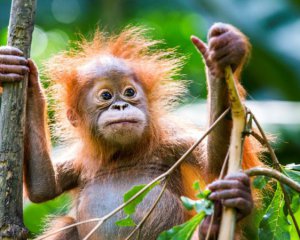 Смертельная опасность: обезьян в Африке посадили на карантин