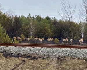 Пожежу в Чорнобильській зоні погасили - ДСНС