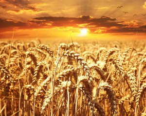 Получим меньший урожай зерновых: чем это грозит