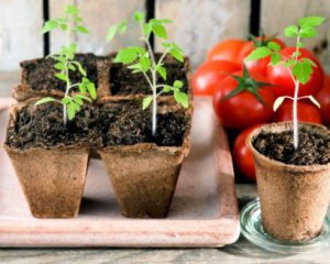 Мінітеплиця: як вирощувати овочі без землі