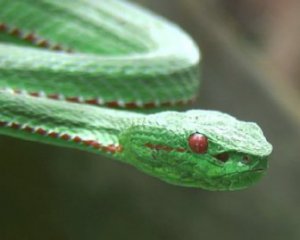 Ученые обнаружили новый вид змей и назвали его в честь персонажа книг о Гарри Поттере