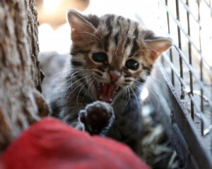 Тигри, леви і коти теж хворіють на коронавірус